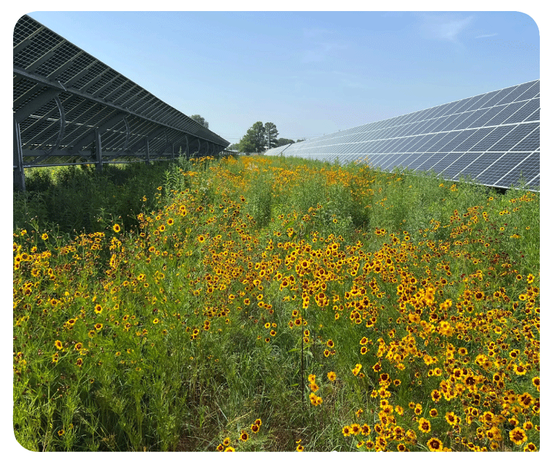 paragould-solar-array-case-study